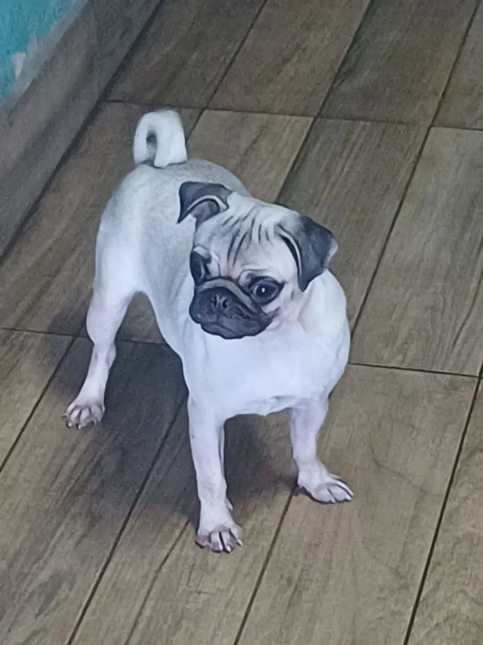 Pug  - Foto 4