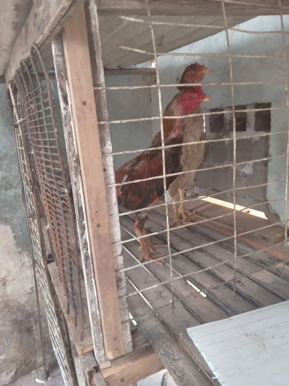 Galo é galinha de raça  - Foto 2