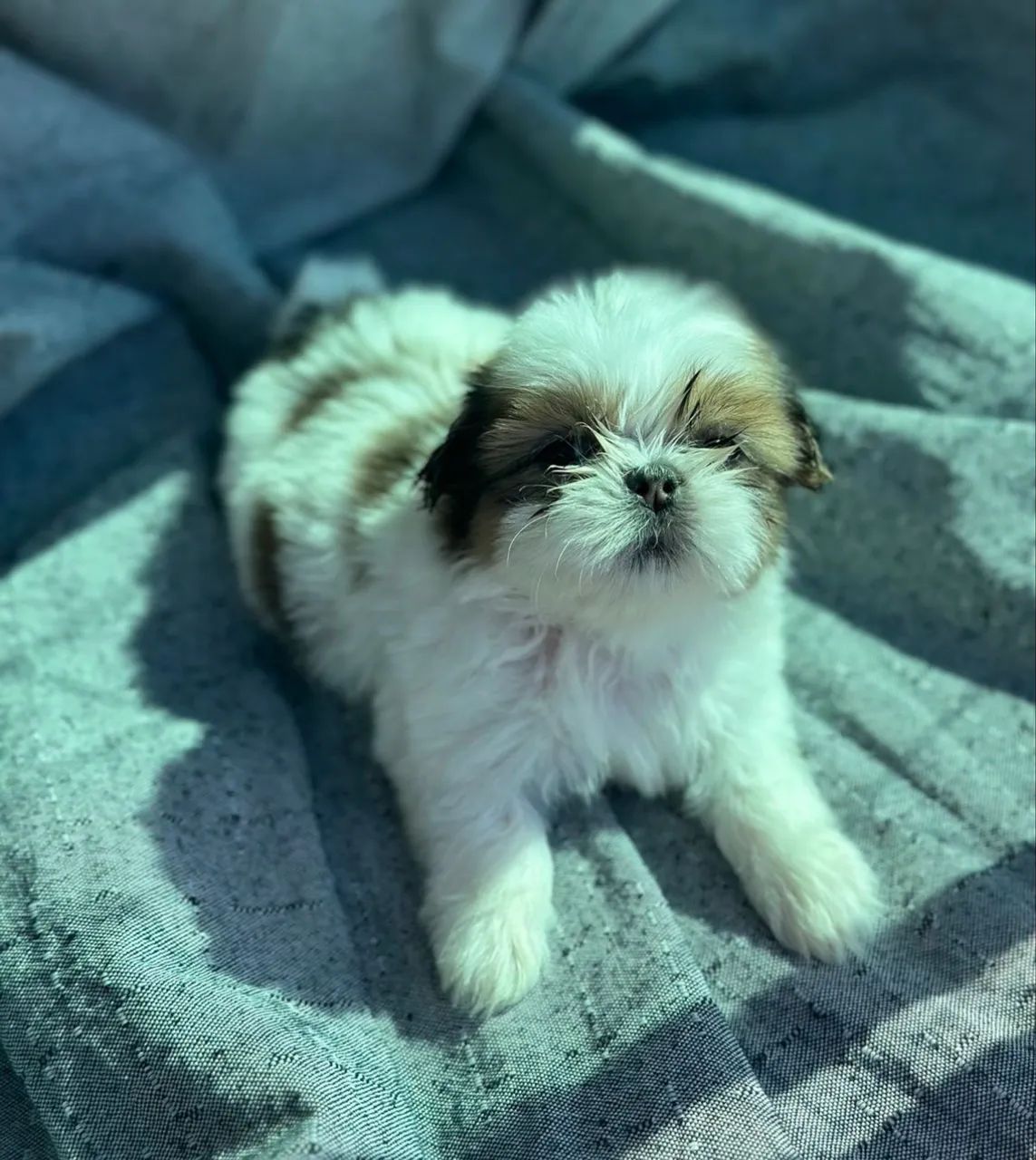 SHIH TZU MACHO - Foto 2