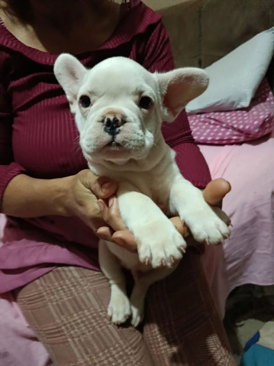 Buldogue francês  - Foto 3