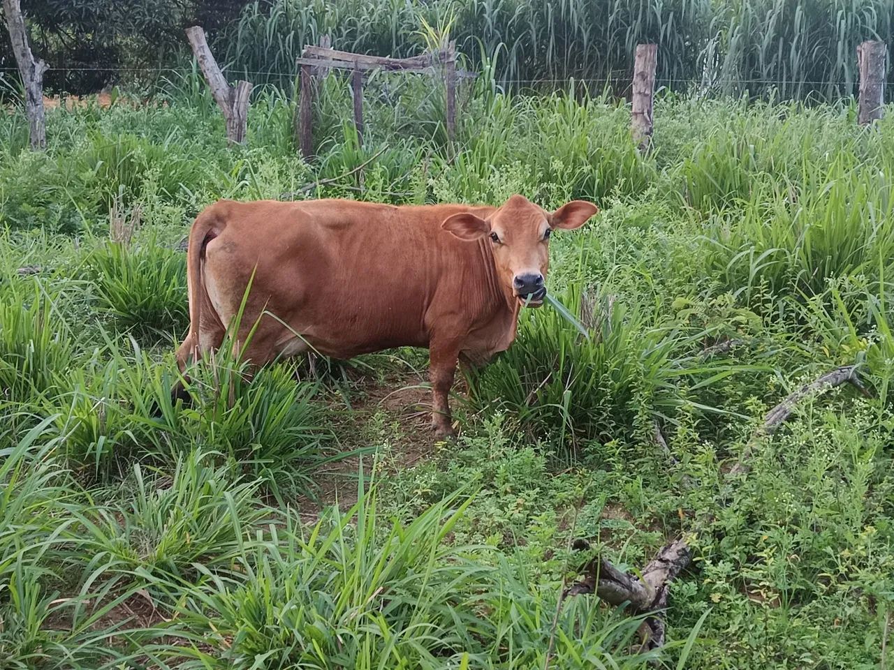 Mini vaca - Foto 4