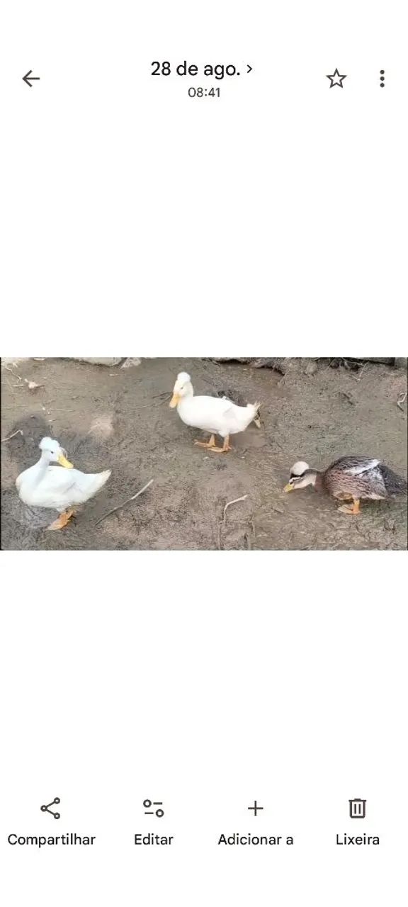 vendo Marreco Pom pom