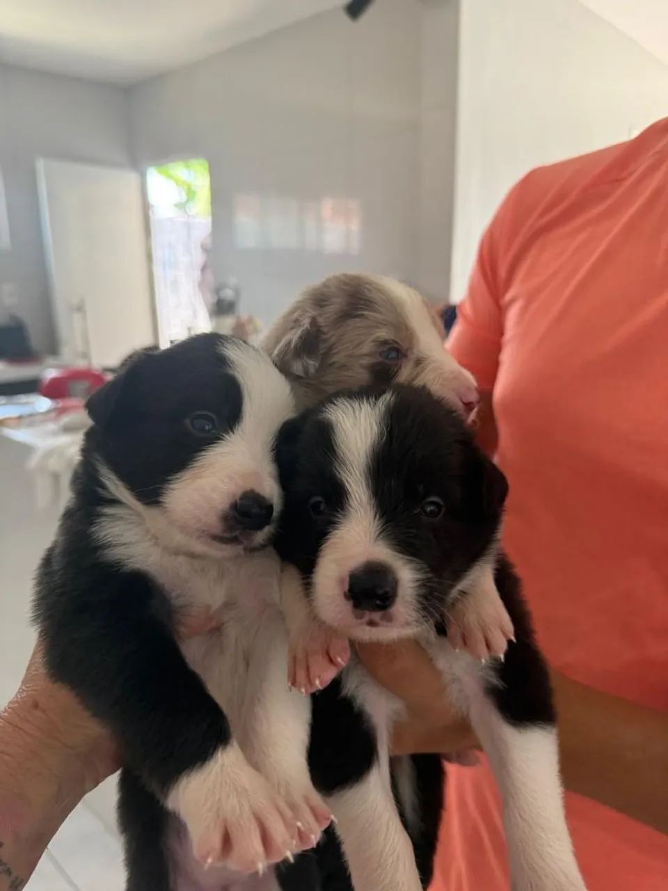 Filhote de Border Collie legítimo  - Foto 4