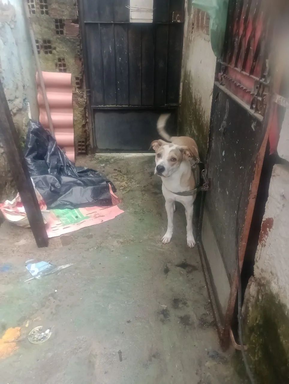 Cachorro de raça  - Foto 5