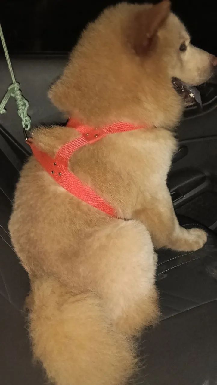Chow chow - Foto 3