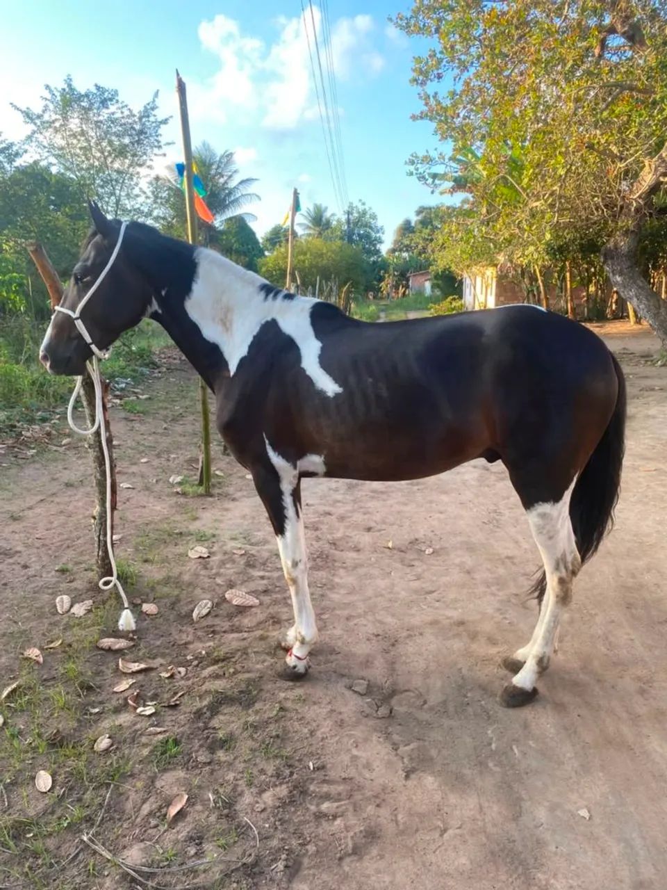Potro 