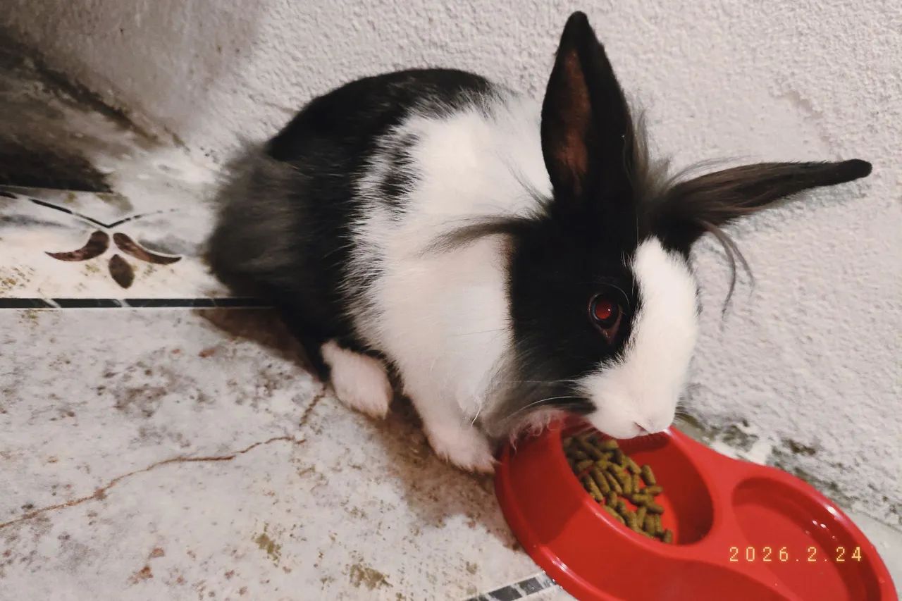 Vende-se coelha  - Foto 2