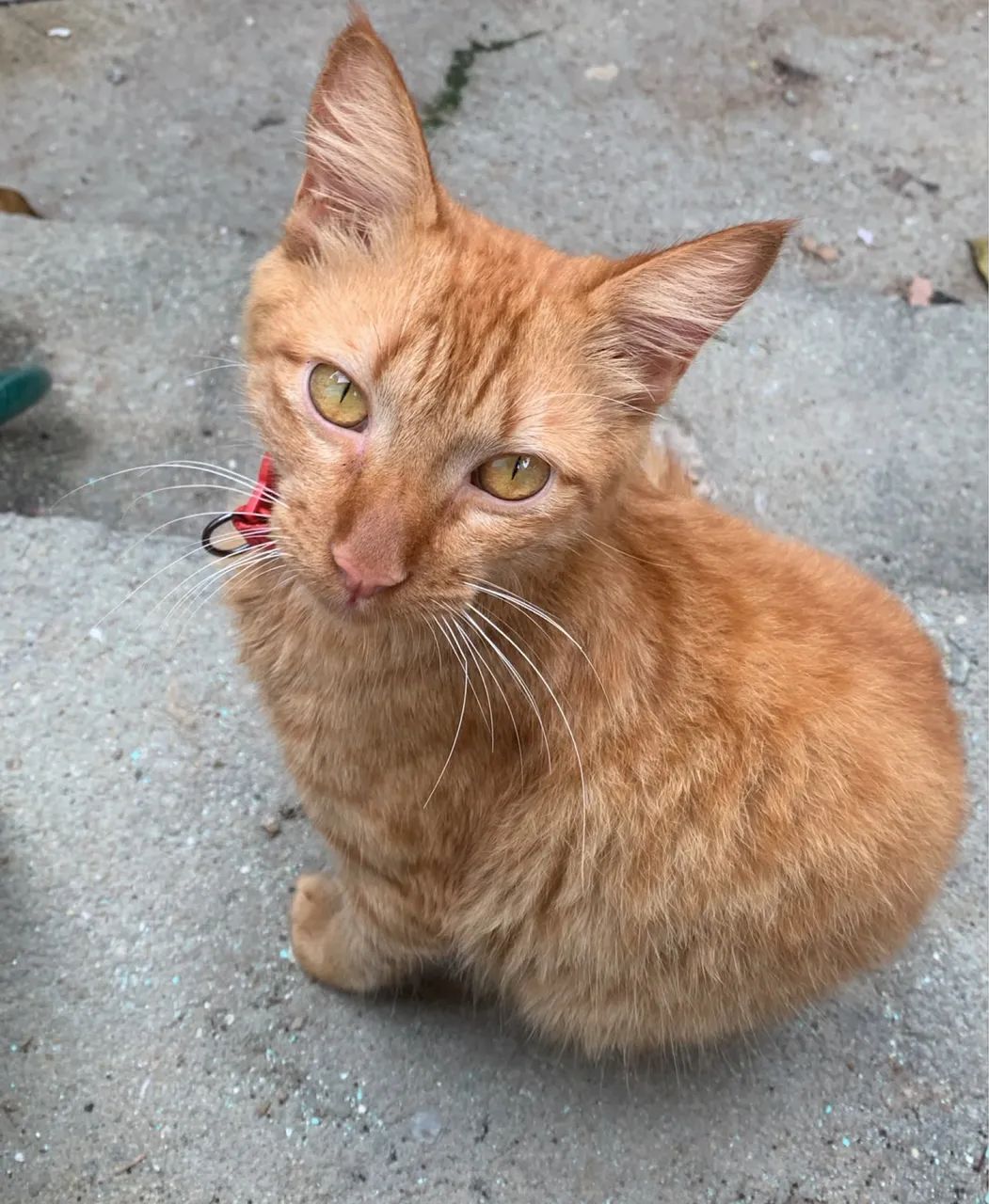 Doação de gatos e cadela - Foto 5