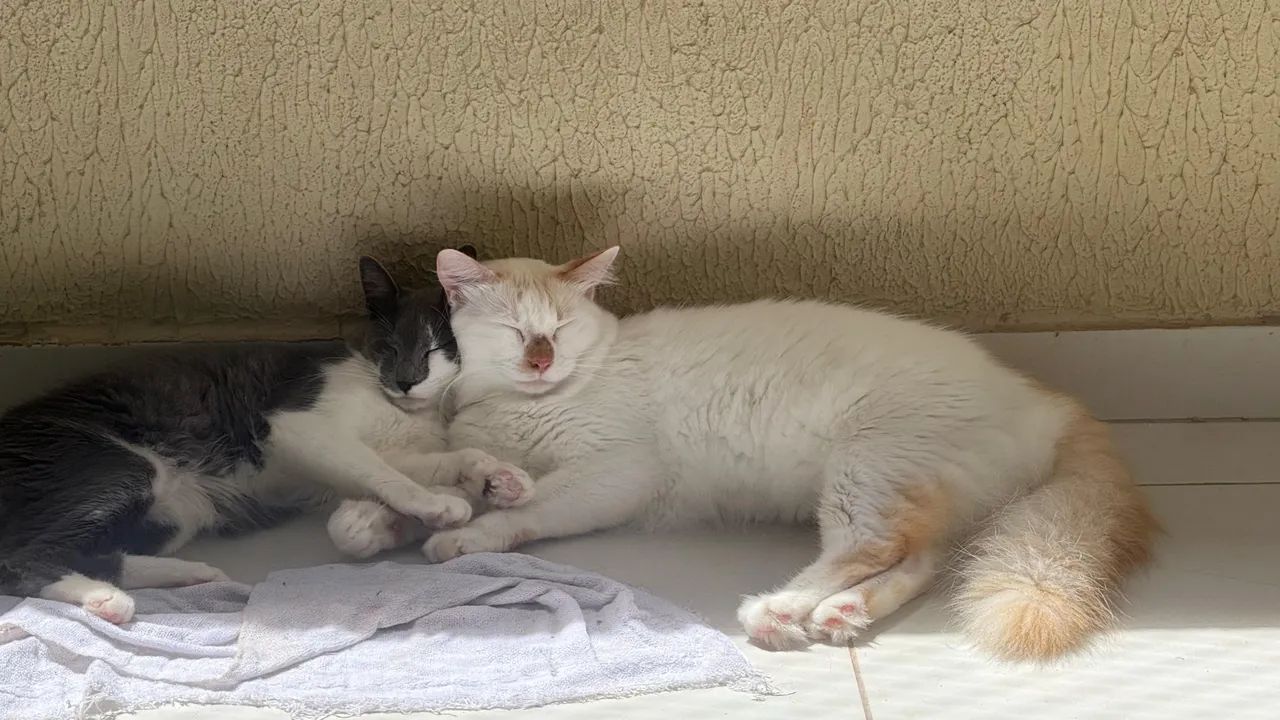 Zinza e branco  - Foto 3