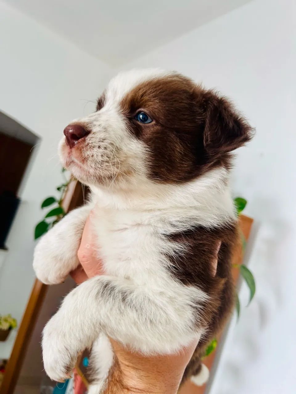 Border collie  - Foto 4