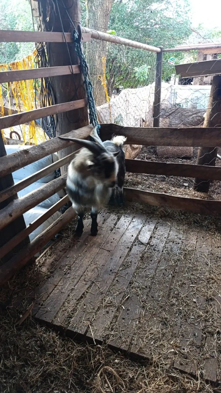 Mini Bode - Foto 2