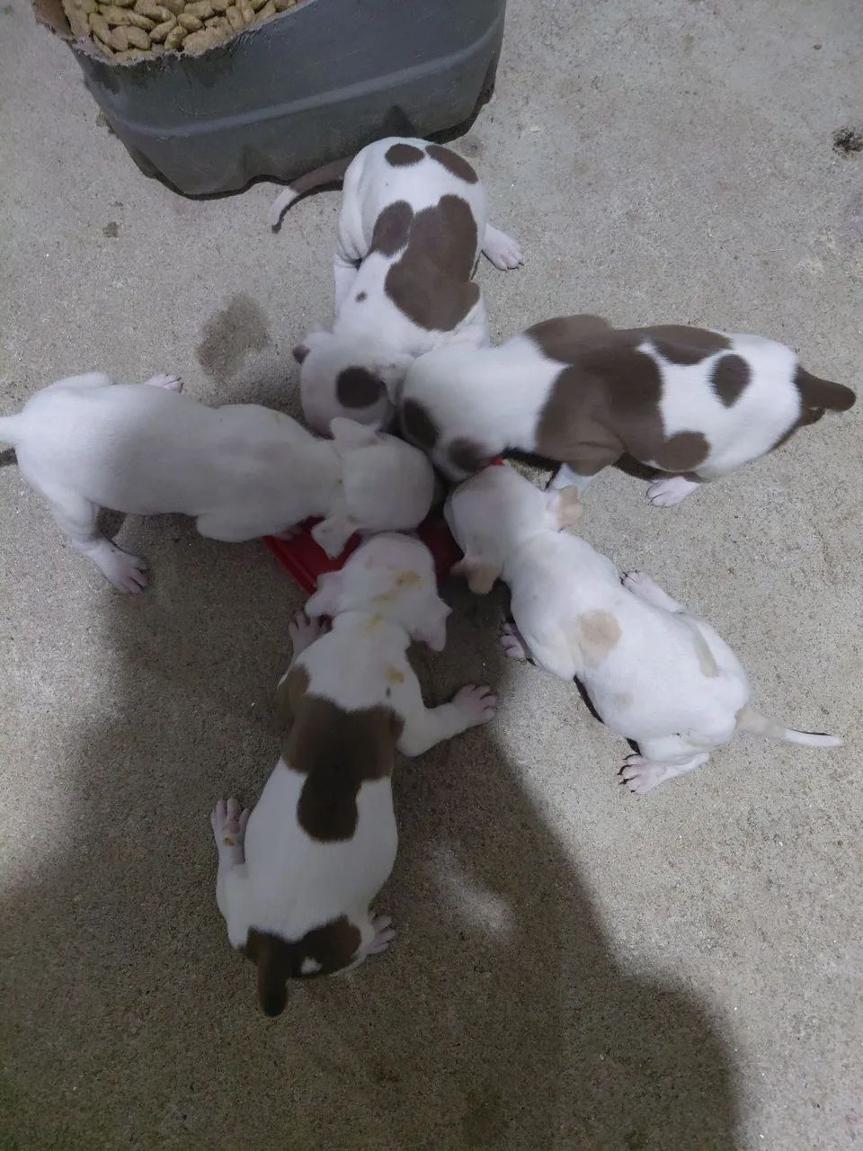 Filhotes de pit bull - Foto 2
