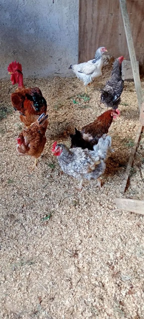 Lote de galinhas com galo polaco  - Foto 2