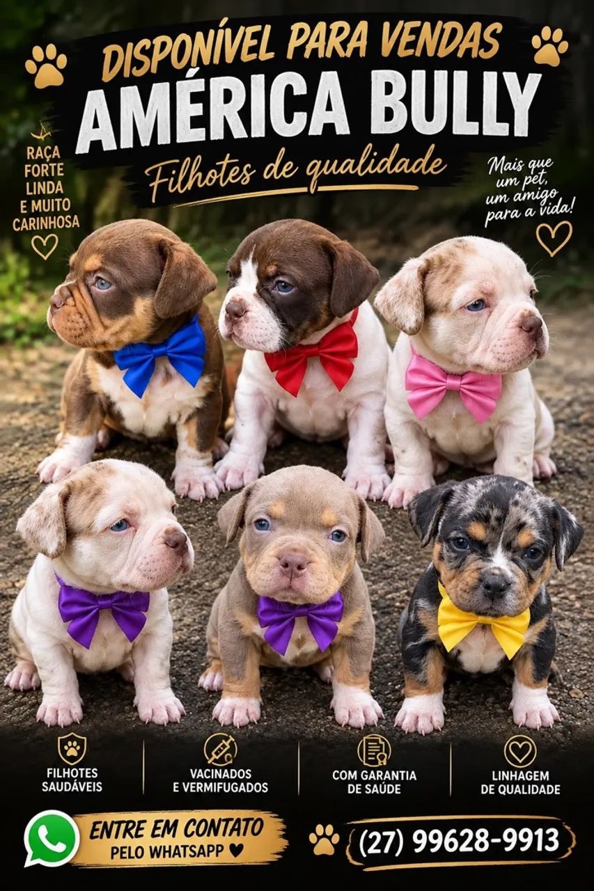 Cachorro American Bully 