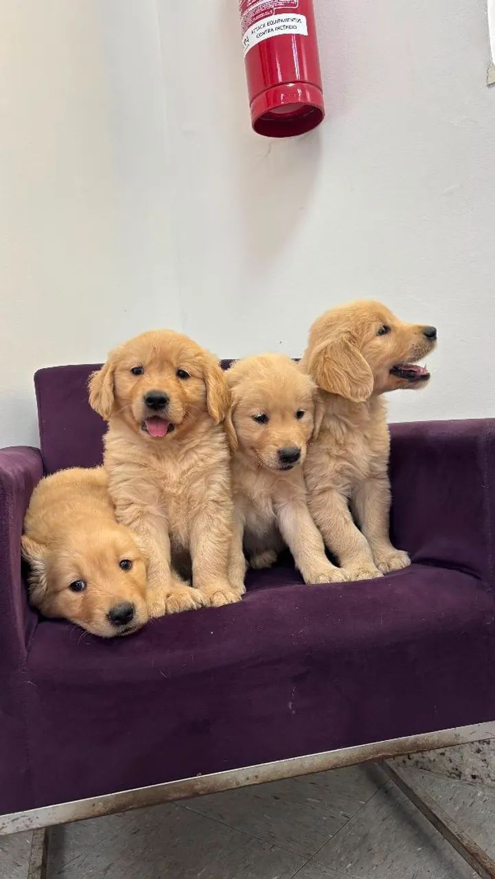 GOLDEN RETRIEVER
