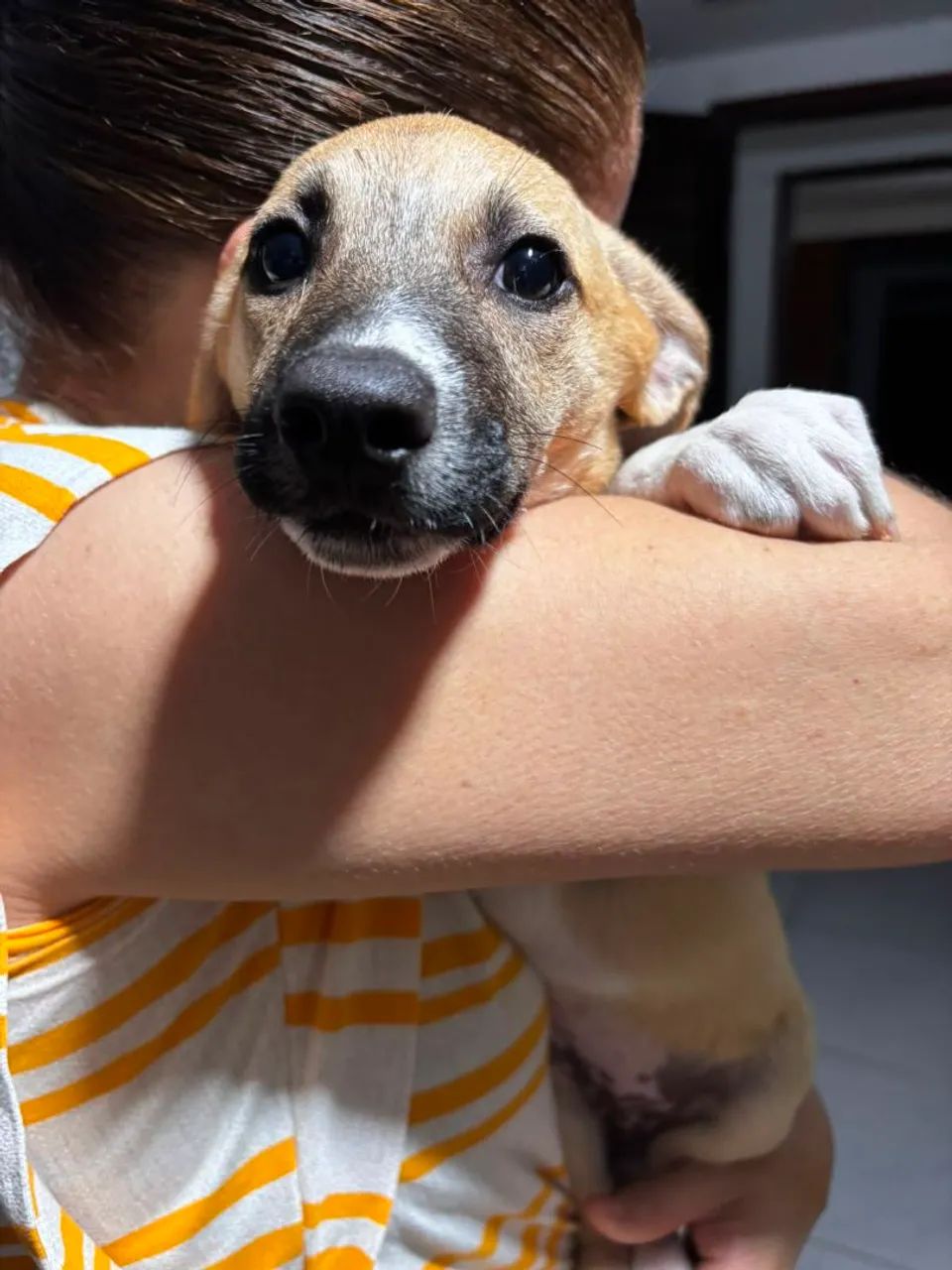 Cachorrinha para adoção  - Foto 3
