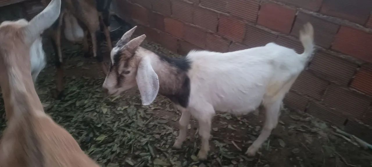 Vende se Cabra, marran e cabrito - Foto 2