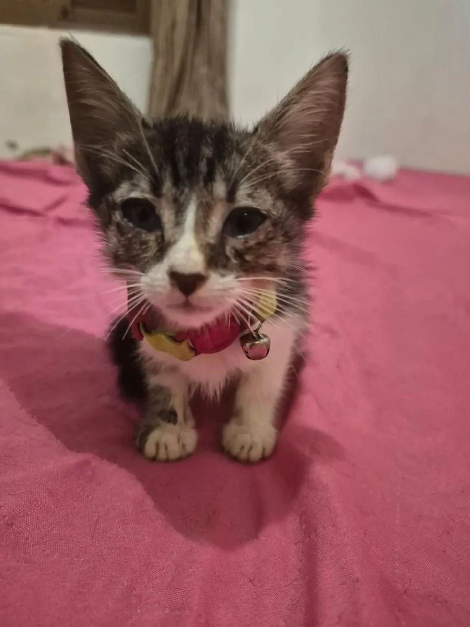 Gato macho - doação  - Foto 3
