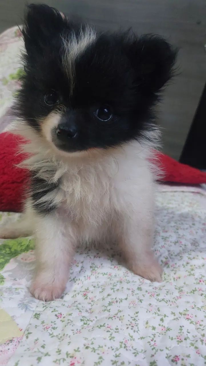 Filhotes de Spitz alemão  - Foto 2