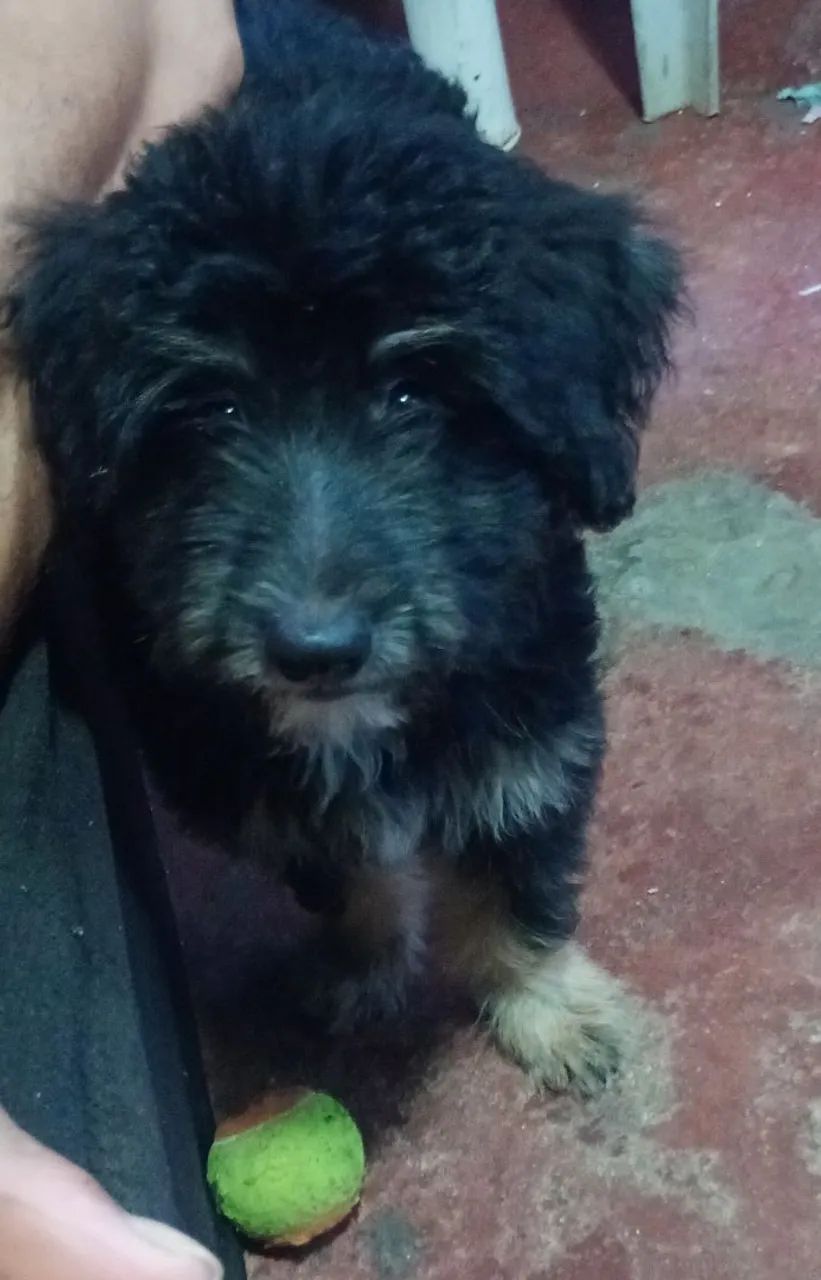 Doação de cachorinho