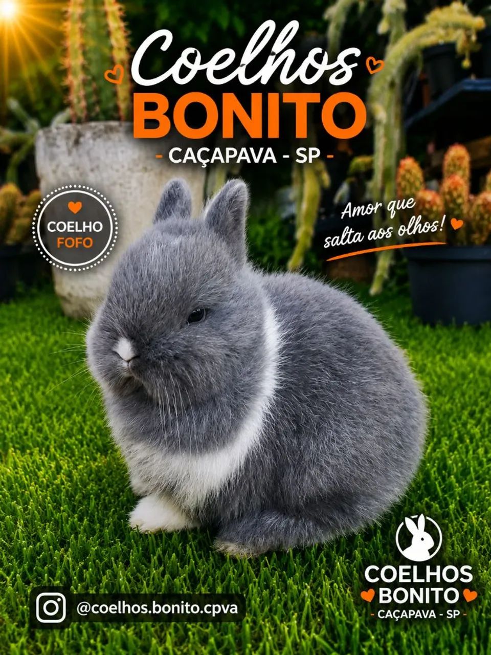 Coelho anão importado menor do mundo - Foto 4