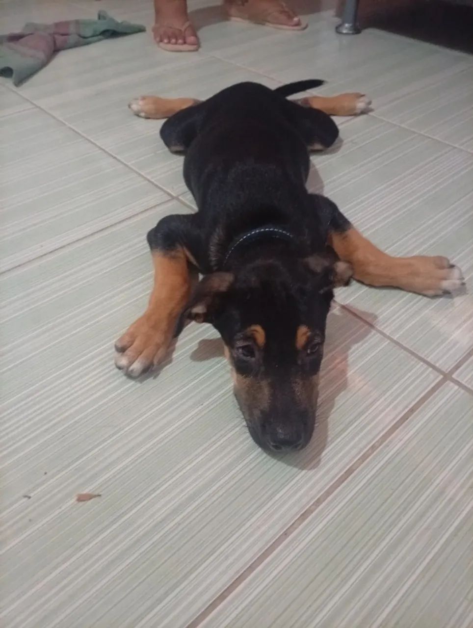 Cachorro  - Foto 2