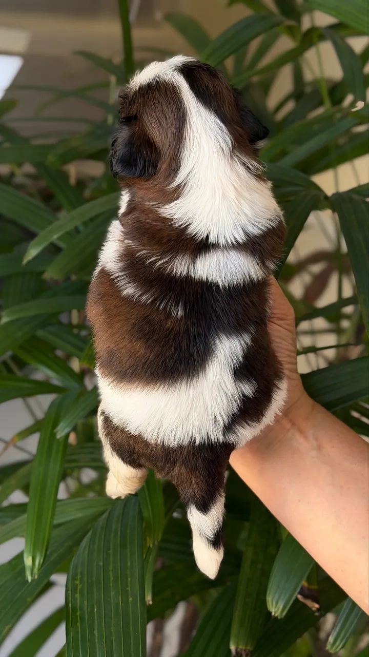 Shih-tzu  - Foto 4