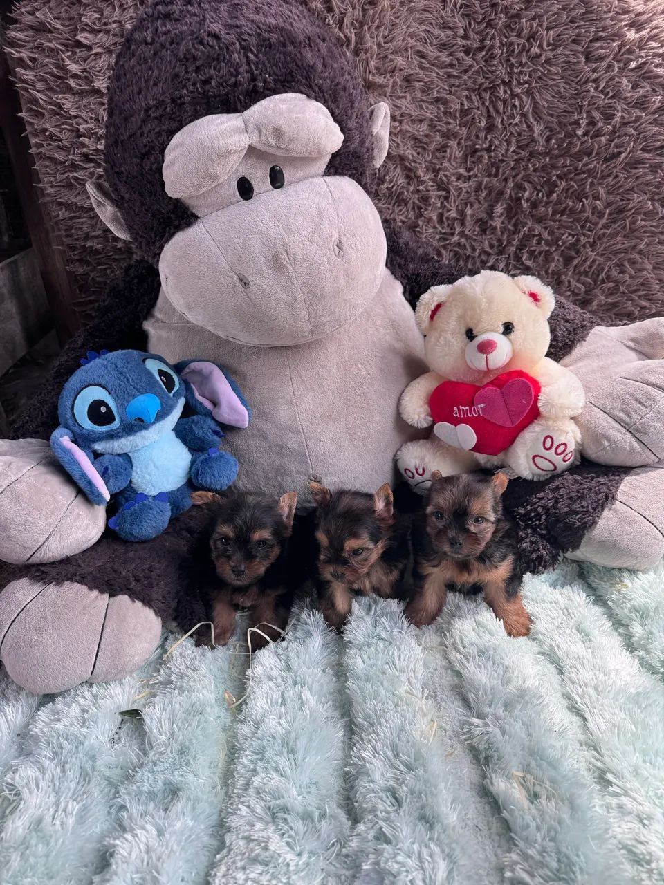 Cachorro  - Foto 5