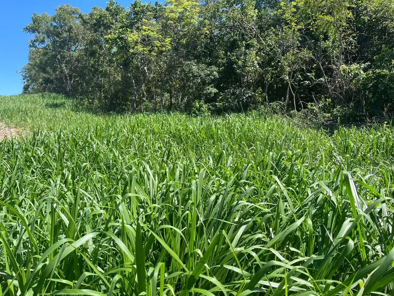 COD.580 - Fazenda 475 hectares Anastácio | MS - Foto 4