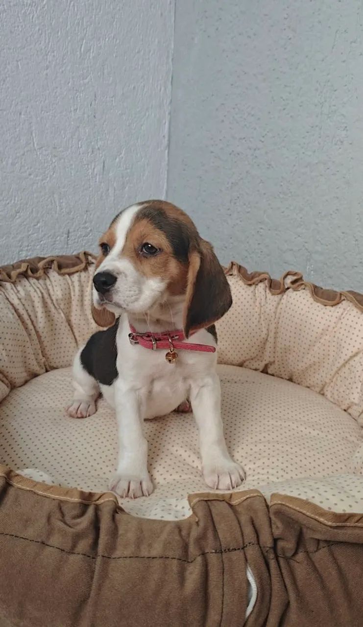 BEAGLE - Foto 3