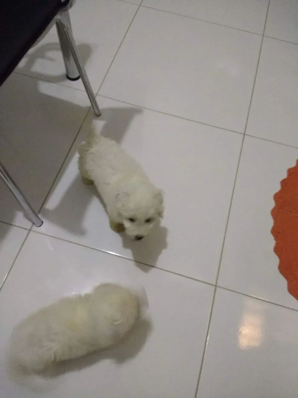 Filhotes de poodle a venda - Foto 2