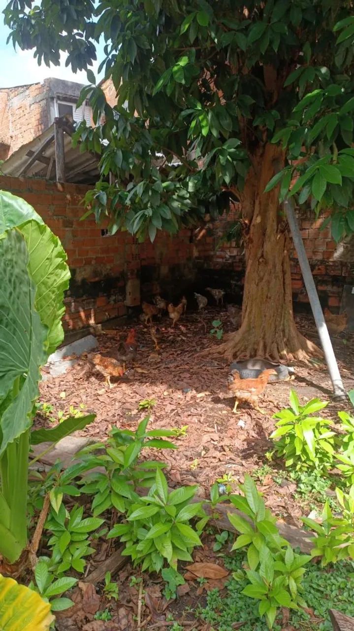 Ovos caipira - Foto 2