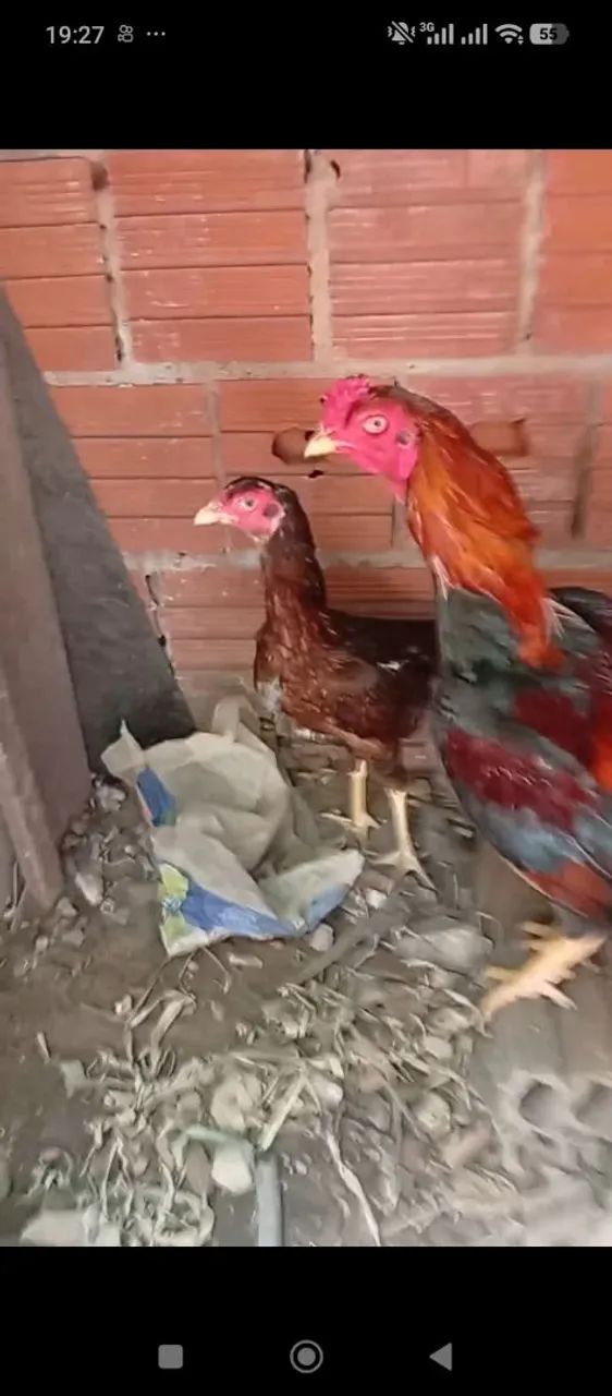 Estou vendendo um casal de galinhas indianas - Foto 4