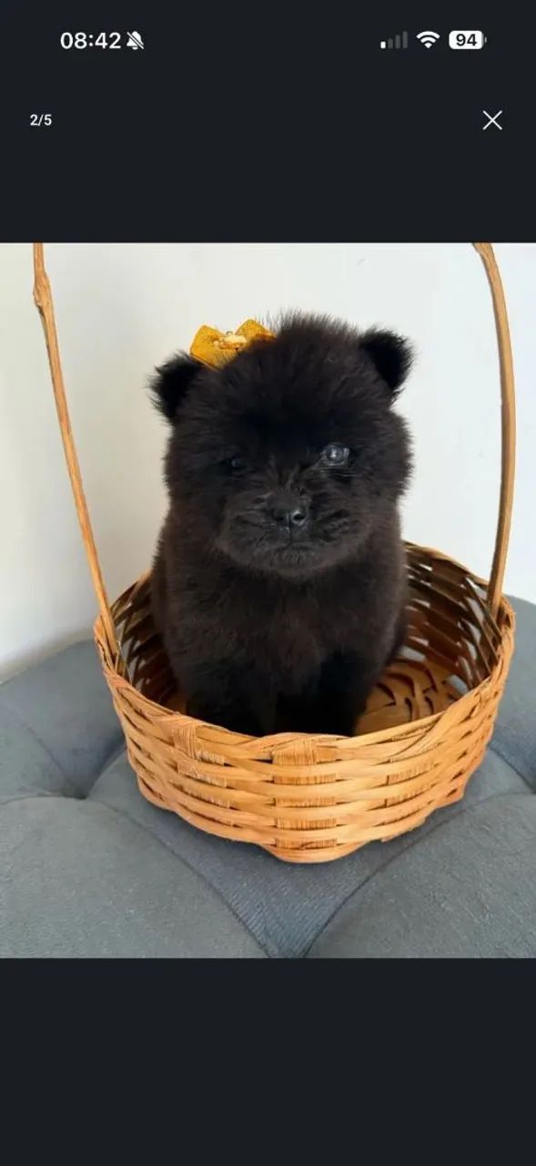 Chow Chow  - Foto 5