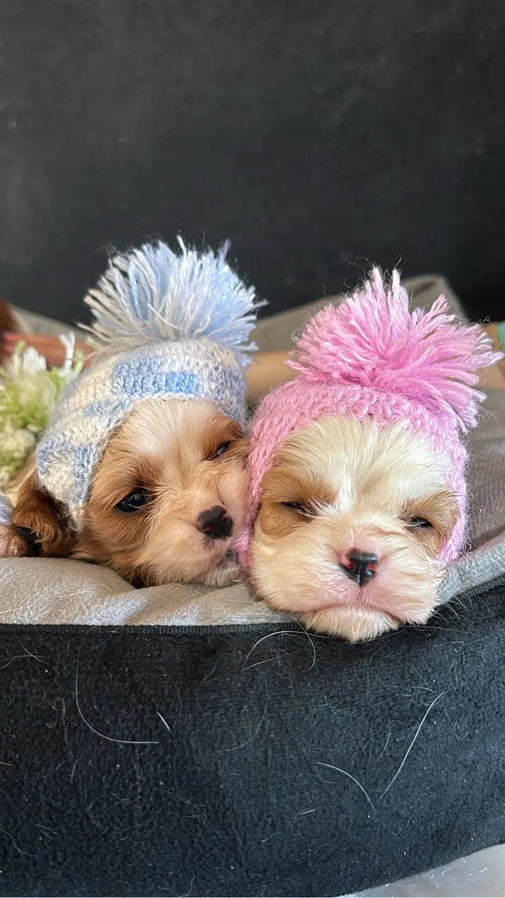 Cavalier king charles macho com pedigree Cbkc - Foto 3