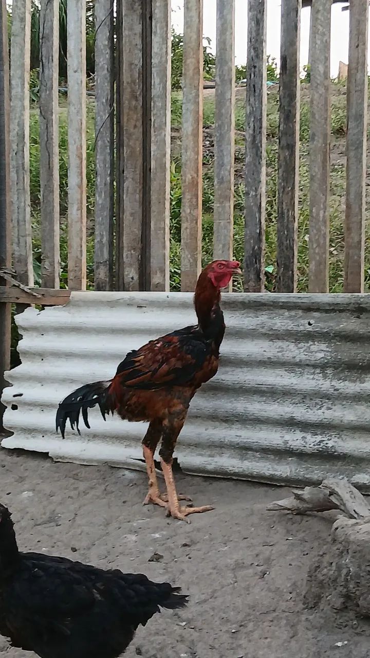 Galo - Foto 2