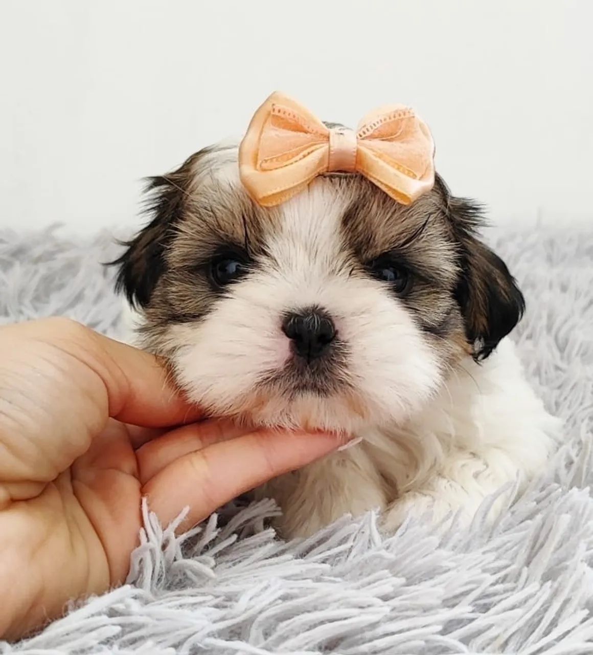 Shih tzu mini filhotes  - Foto 4