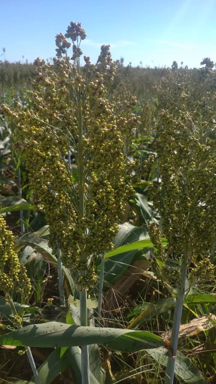 Fazenda a venda em Peixe Tocantins!!! - Foto 5