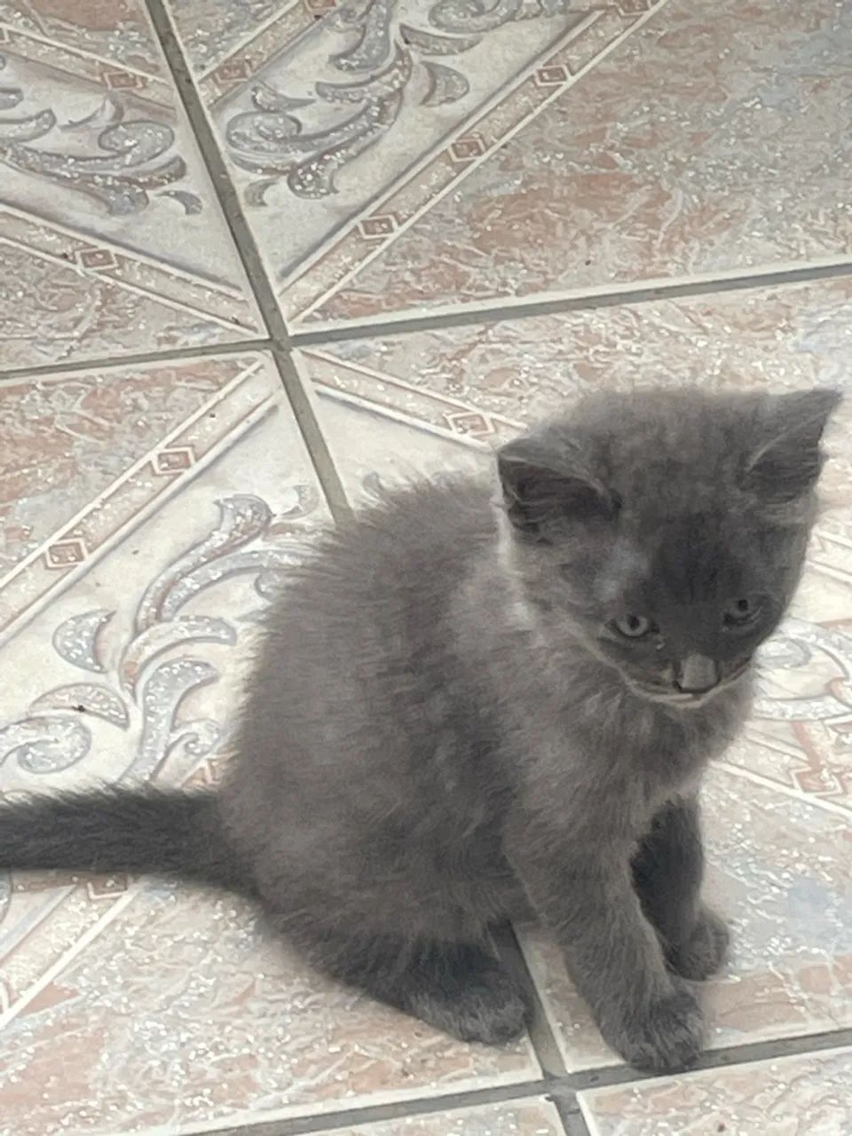 Gatinhos  - Foto 2