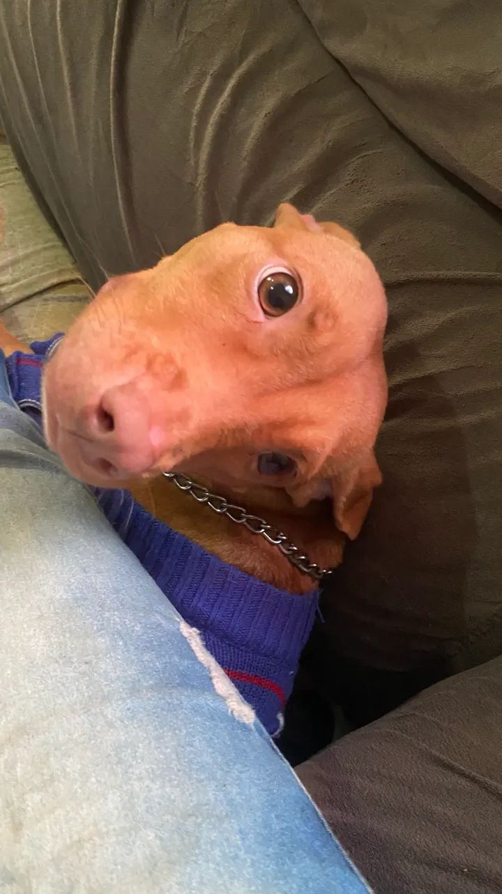 Doa-se pitbul  - Foto 3