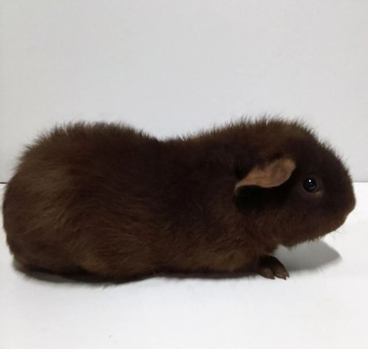 Porquinho da Índia de raça 