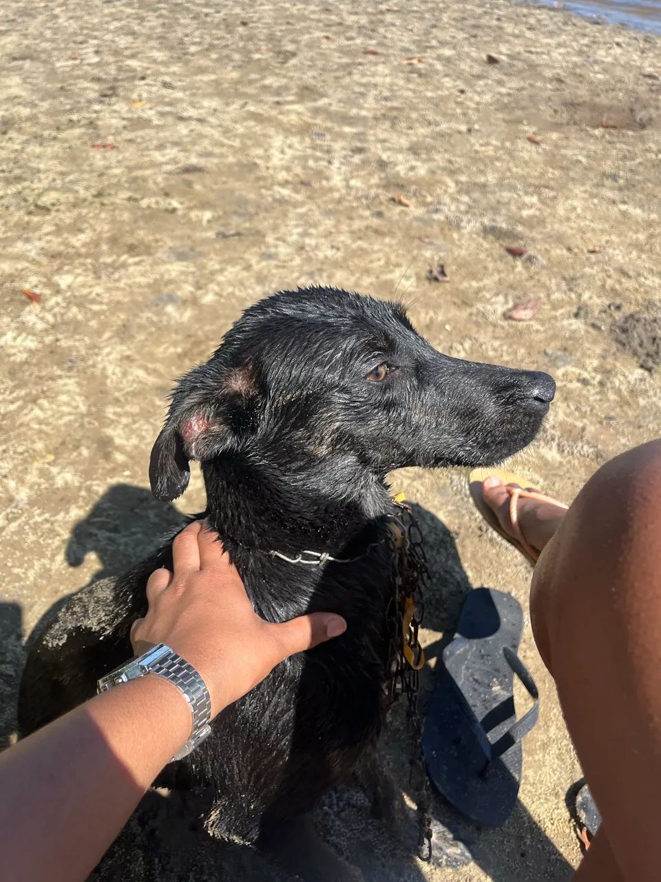 DOAÇÃO DE CACHORRO