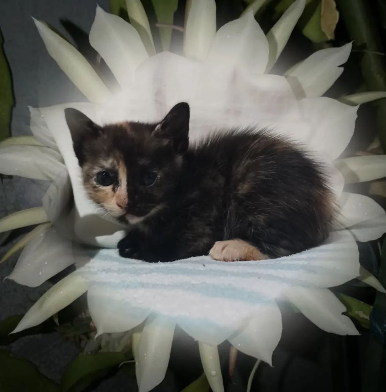 Gatas em ADOÇÃO  - Foto 4