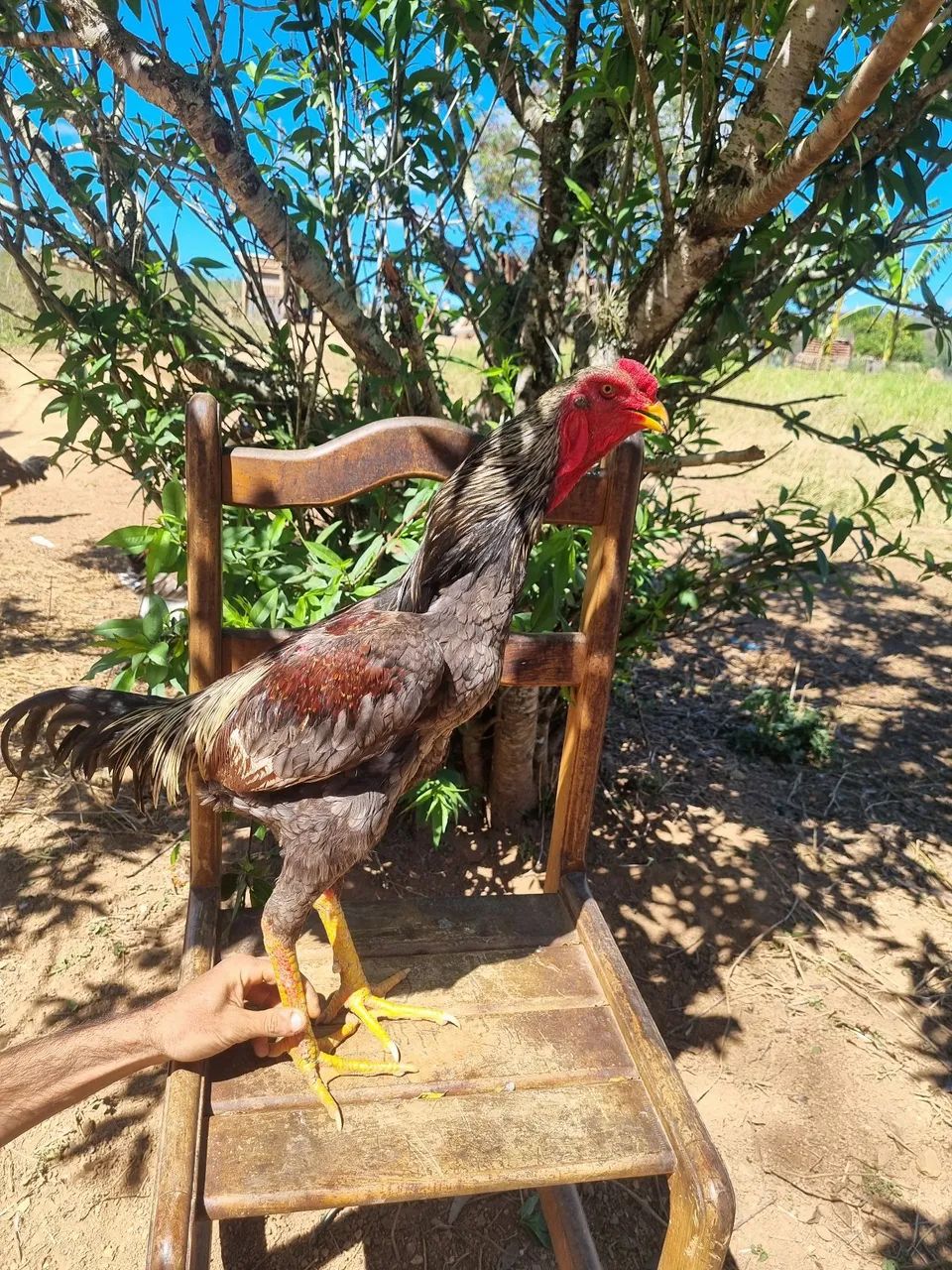 Galos  - Foto 2