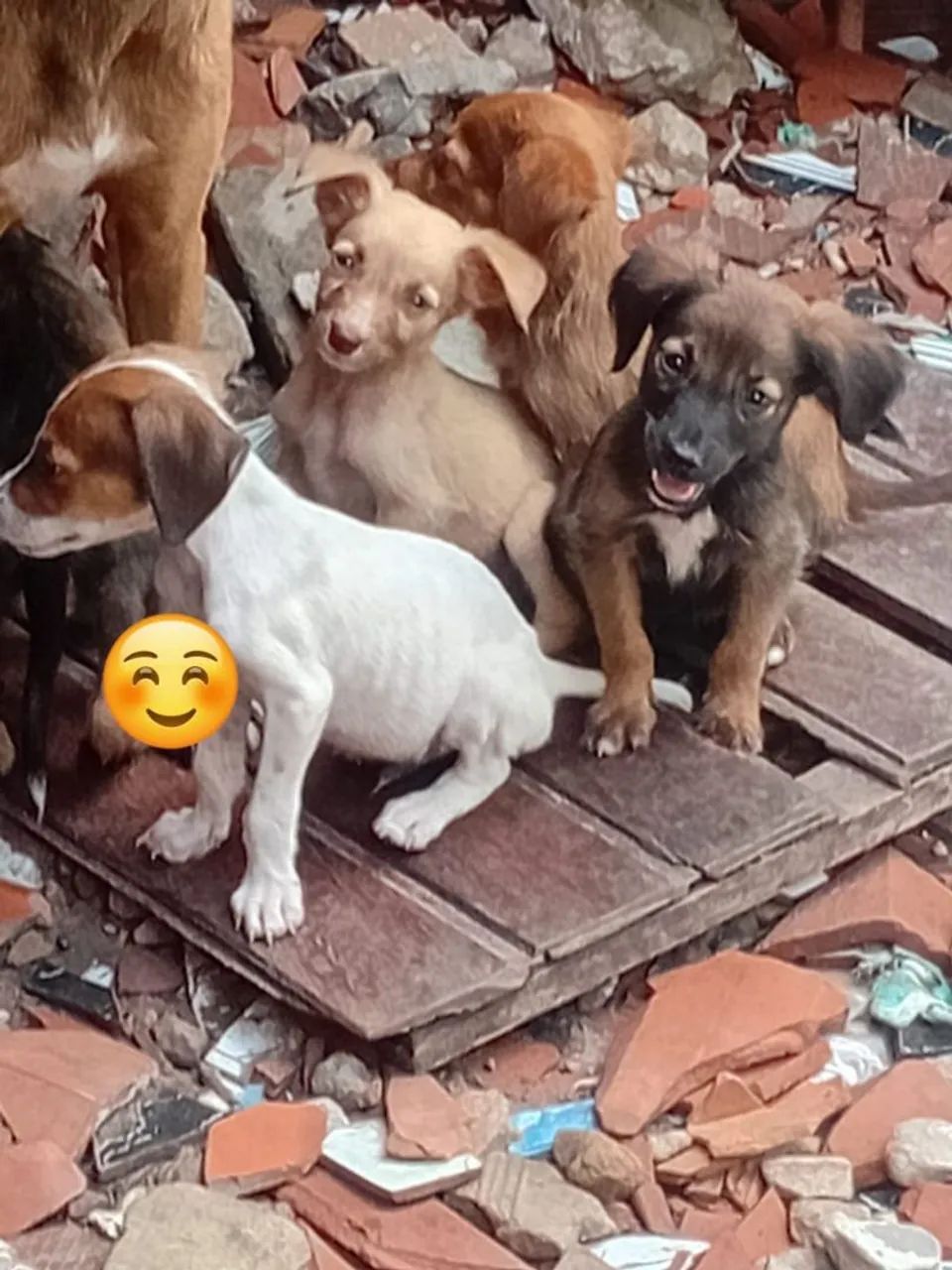 Filhote de cachorro  - Foto 2