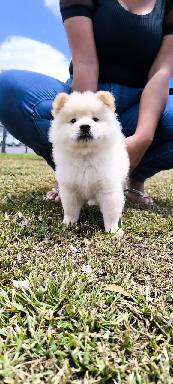 Chow Chow  - Foto 3