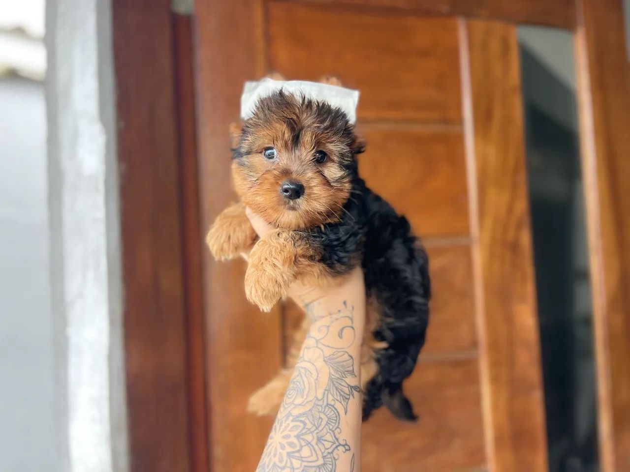 Mini york macho com pedigree - Foto 3