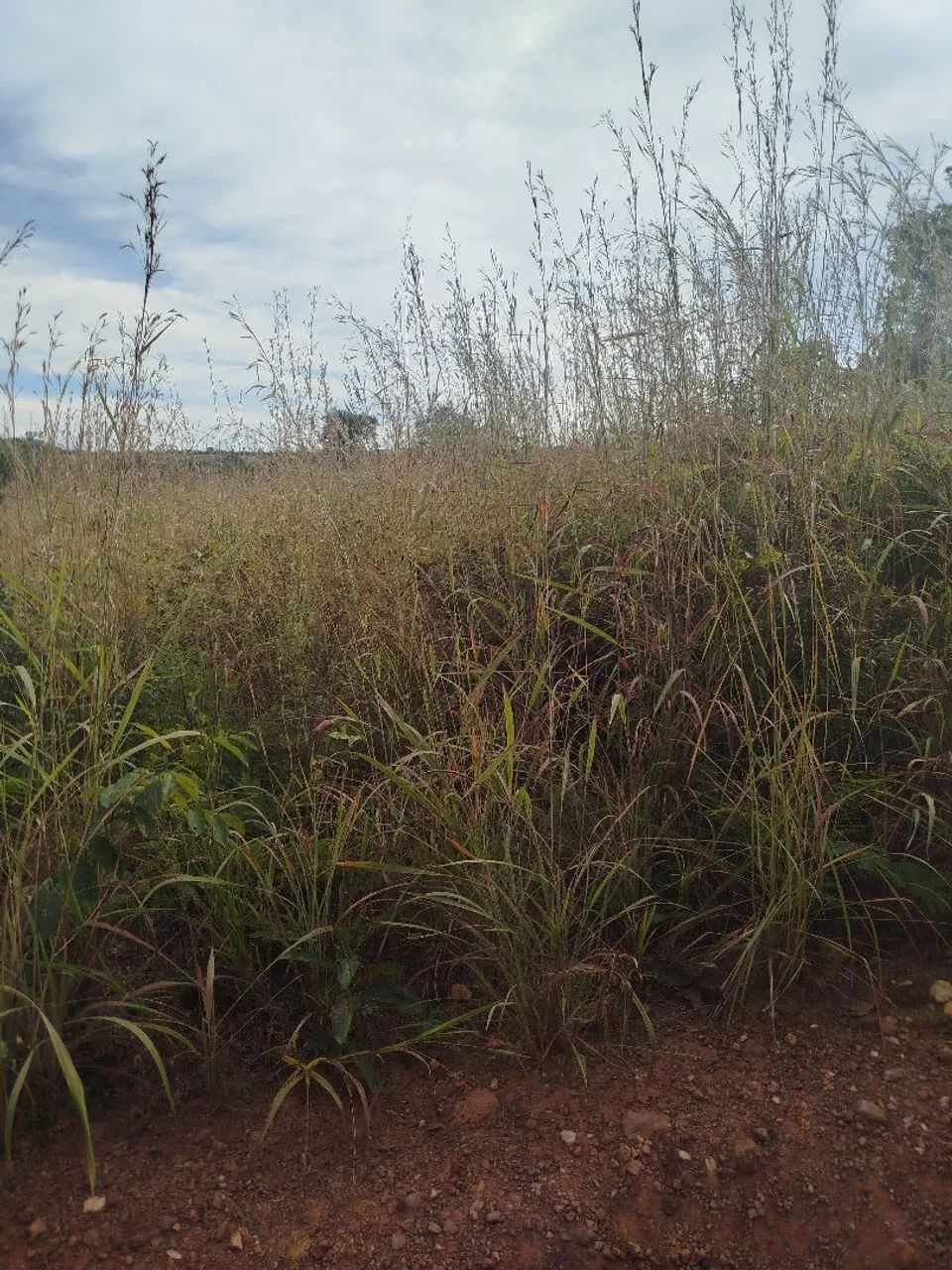 Colinas do Sul Goiás  - Foto 2