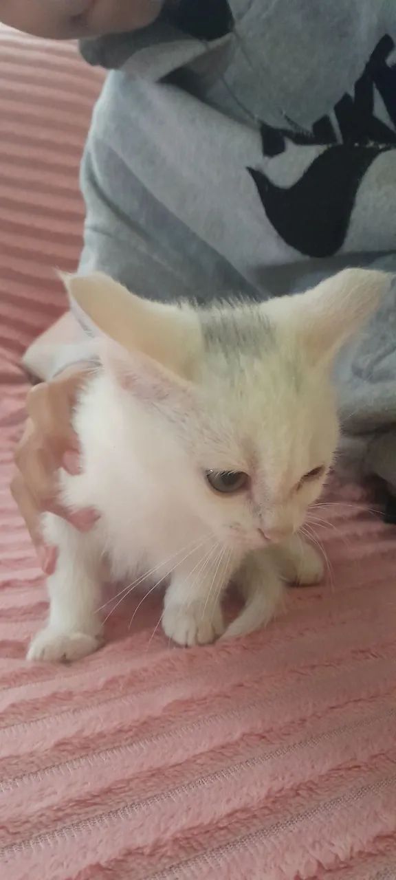 Doa se gatinhos  - Foto 3