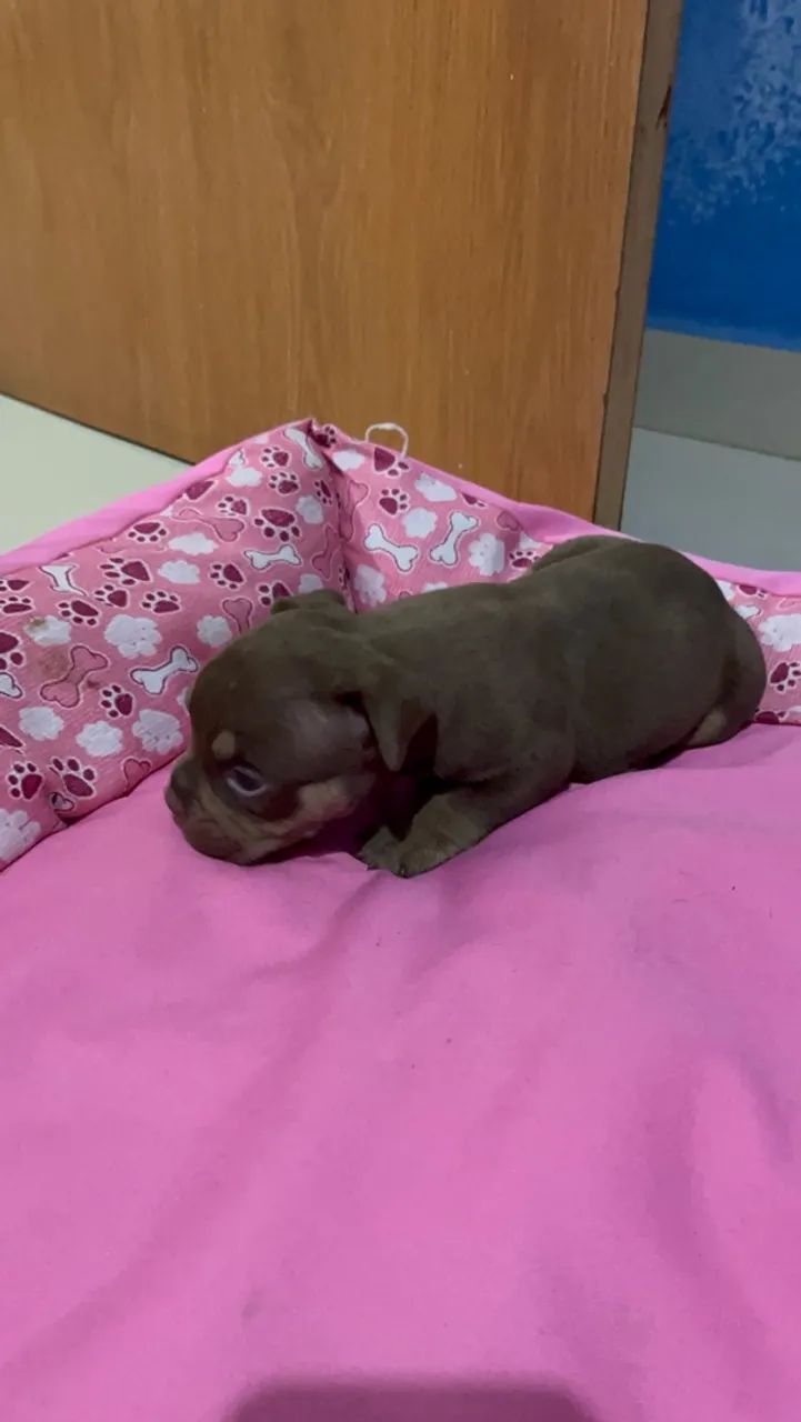 American bully  - Foto 3